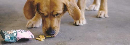 Vegán jutalomfalat - Kesudió tökmaggal és sárgarépával , Beco Pets
