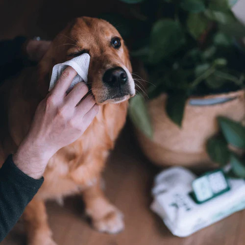 Hipoallergén bambusz nedves törlőkendő - Illatmentes , 20db , Beco Pets