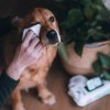 Hipoallergén bambusz nedves törlőkendő - Kókusz illatú , 80db , Beco Pets