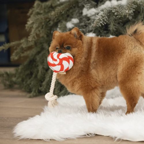 Karácsonyi nyalóka kötéljáték , Beeztees