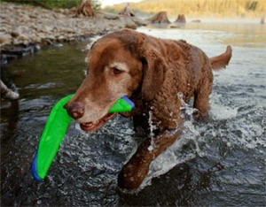 Bomeráng - vizijáték kutyáknak , Chuckit