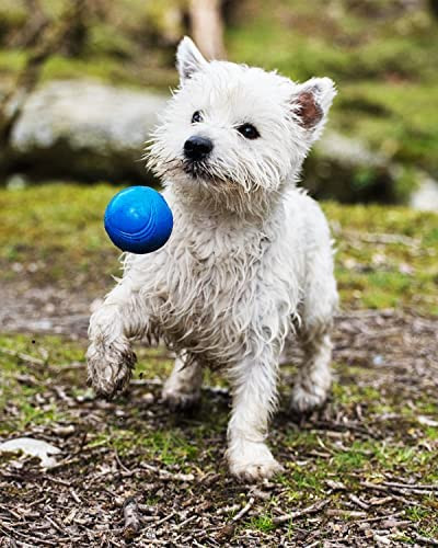 Crunch - ropogós labda , M ,  Chuckit