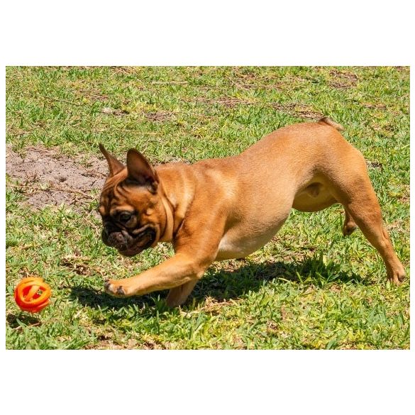 Chuckit Breathe Right Ball , M , LÉLEGZŐ
