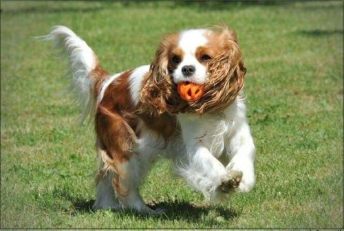 Chuckit Breathe Right Ball 2db , S , LÉLEGZŐ labda