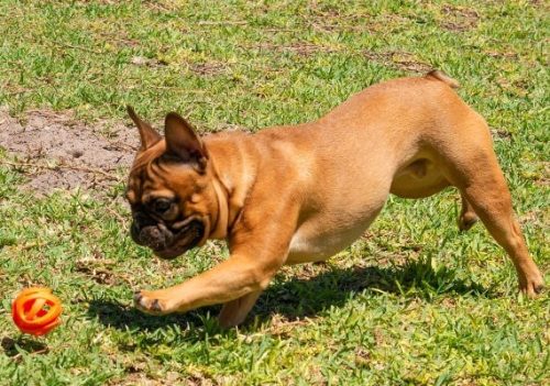 Chuckit Breathe Right Ball 2db , S , LÉLEGZŐ labda