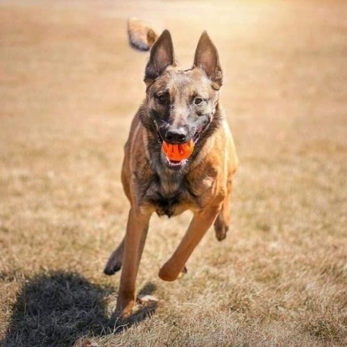 Chuckit Breathe Right Ball 2db , S , LÉLEGZŐ labda