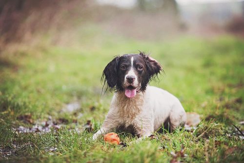 Chuckit Breathe Right Ball 2db , S , LÉLEGZŐ labda