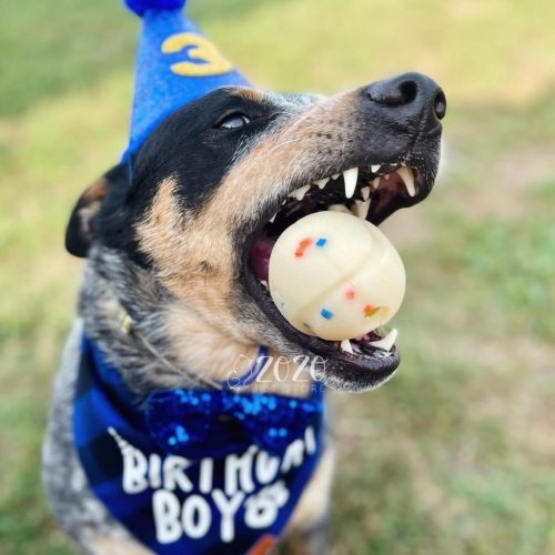 Chuckit Confetti Ball , M , Limitált kiadás