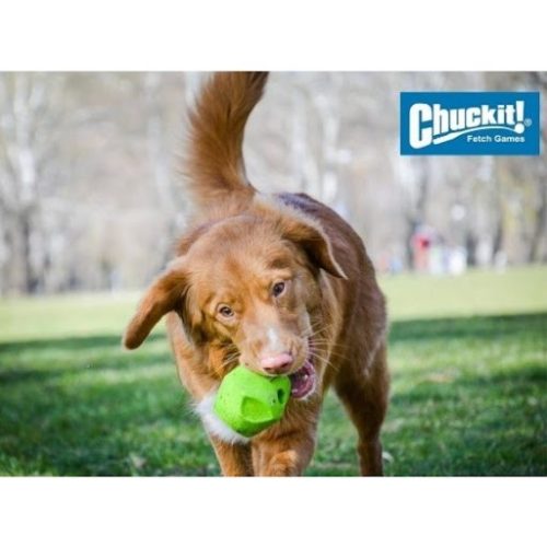 Chuckit Erratic Ball , M , tévelygő labda