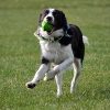 Chuckit Erratic Ball , M , tévelygő labda