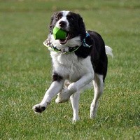 Chuckit Erratic Ball , S , tévelygő labda 2db