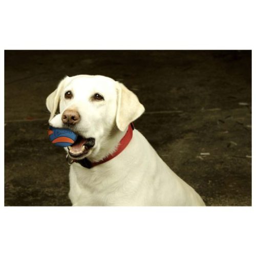 Chuckit Ultra Squeaker Ball , L , CSIPOGÓS