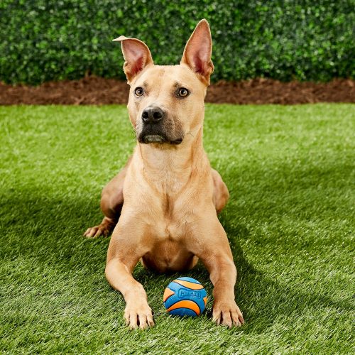Chuckit Ultra Squeaker Ball , M , CSIPOGÓS