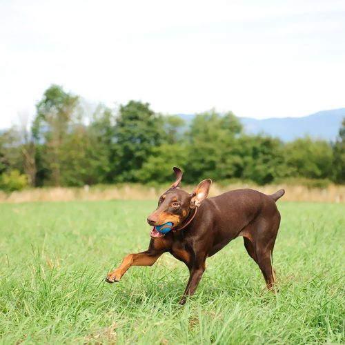 Chuckit Ultra Squeaker Ball , S , 2db , CSIPOGÓS