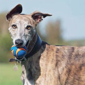 Chuckit Ultra Squeaker Ball , S , CSIPOGÓS