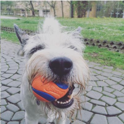 Chuckit Fetch Medley szett , M , 3db