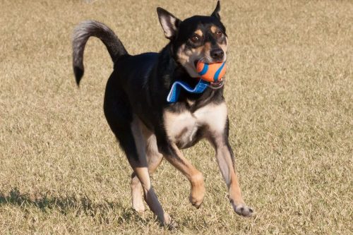 Chuckit Ultra Tug , M , KÖTELES