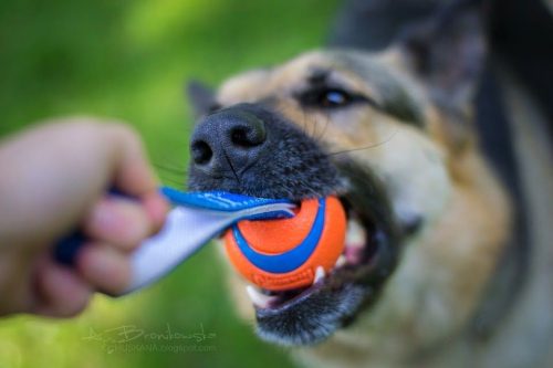 Chuckit Ultra Tug , M , KÖTELES