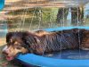 Medence szökőkúttal , 100cm , CoolPets