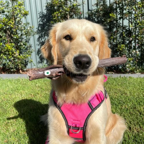 DOOG TwigFoot - játékbot kutyáknak , DOOG