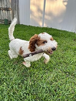 DOOG TwigFoot - játékbot kutyáknak , DOOG