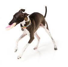 Fánk plüss kutyajáték 2db , FuzzYard