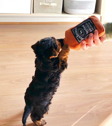 Jack Russell's - plüssjáték , FuzzYard