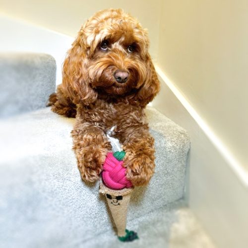 CONNIE a tölcséres fagyi- öko kutyajáték , Green & Wild