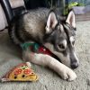 PEPE a pizza - öko kutyajáték , Green & Wild