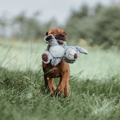 Faro Elefánt extra puha , Hunter 