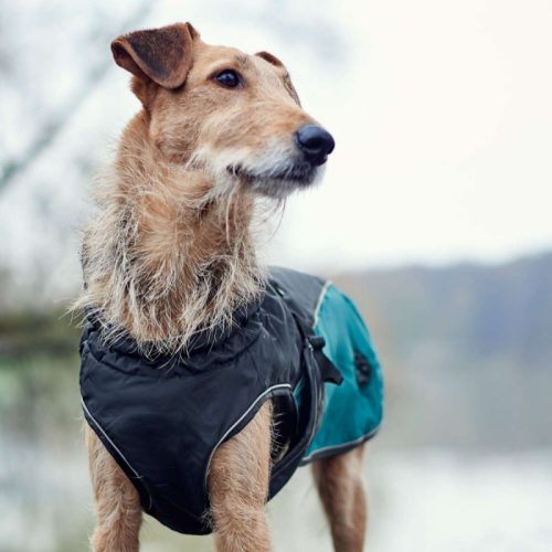 Kutyakabát 2=1 Uppsala Allrounder , Hunter