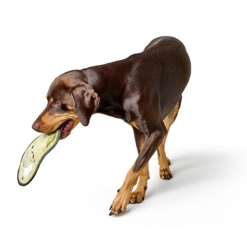 Koloa Tea-Rex - kutyajáték , Hunter