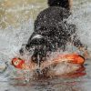 Aqua Mindelo vizi játék sípolós NARANCS , Hunter