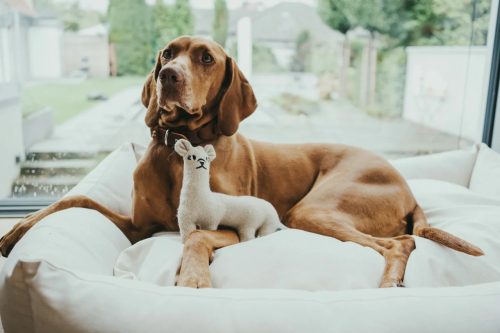 Tirana LÁMA - újrahasznosított anyagból , Hunter