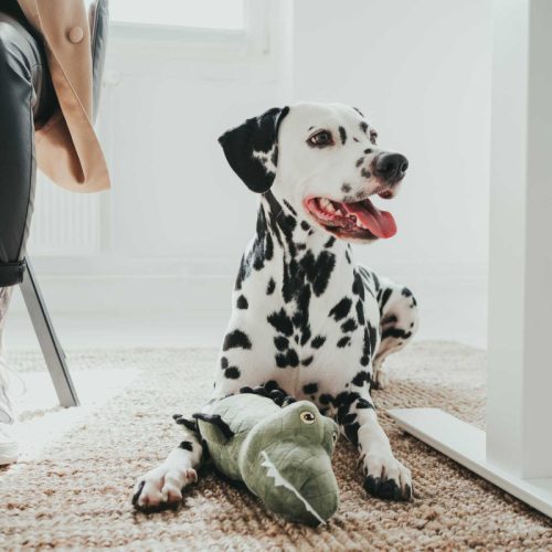 Tough RINOCÉROSZ kutyajáték , Hunter