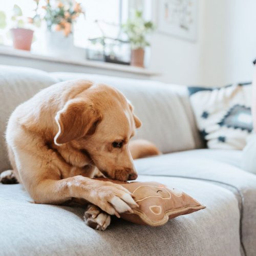 Tough Tundra BAGOLY , Hunter