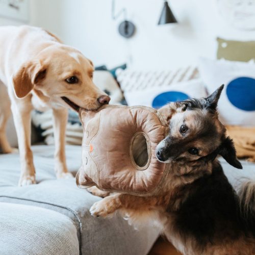 Tough Tundra RÓKA , Hunter