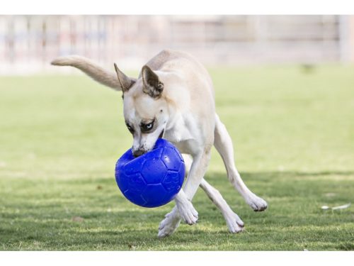 Jolly Soccer Ball - 20cm -rágásbiztos labda - KÉK
