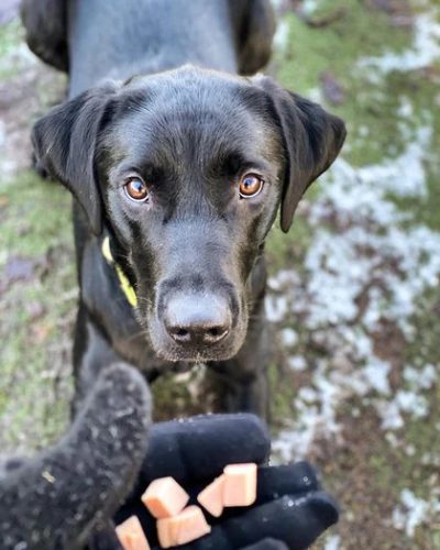 100% Kecske tréning rolád 200 g, JR Pet Products