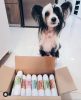100% Lazac tréning rolád 200 g, JR Pet Products