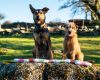 100% Nyúl tréning rolád 400 g, JR Pet Products