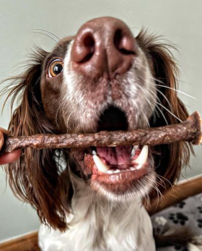 100% Nyúlhús stick 50 g, JR Pet Products