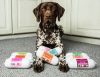 100% Szarvas tréning rolád 200 g, JR Pet Products