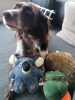 Snuzzles Koala , Kong
