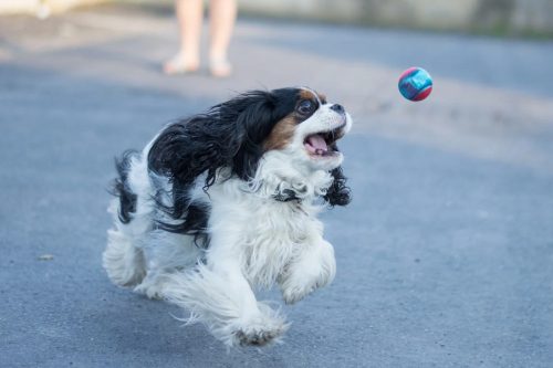 KONG® Squeezz® Action , Kong