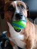 KONG® Squeezz® Goomz , Kong