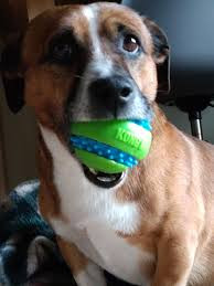 KONG® Squeezz® Goomz , Kong