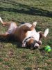 KONG® Squeezz® Goomz , Kong