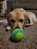 KONG® Squeezz® Goomz , Kong