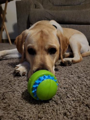 KONG® Squeezz® Goomz , Kong